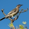 Lalocnatka jihoaustralska - Anthochaera carunculata - Red Wattlebird 3826